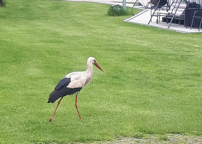 Skandynawski Nr 1 Венгожино